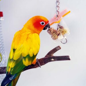 super star parrot foraging toy