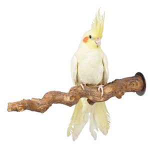 twisty grape vine natural parrot perch large